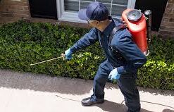 termite control near me