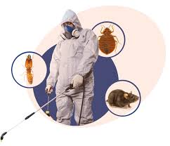 termite treatment