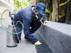 bed bugs treatment
