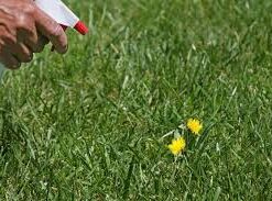 vinegar weed killer