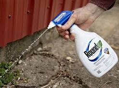 termite control