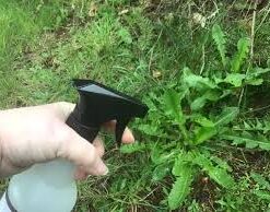 neem oil spray for plants