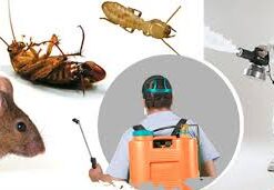 cockroach fumigation
