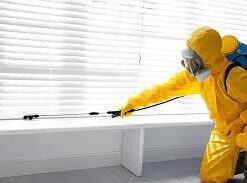 checking for bed bugs