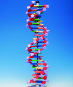 Spiring Enterprises Limited MiniDNA Molecule Model Kit Advanced 22 Layer