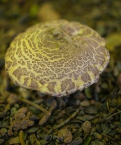 Zampro Fungicide Amectoctradin Dimethomorph