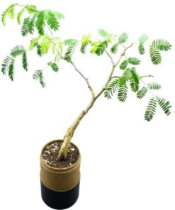 Tree in a Tube – Size: ± 80(d)*450mm – Min Order: 100 units