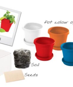 Plant in paper box Available in: Violet