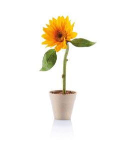 Bloom Sunflower